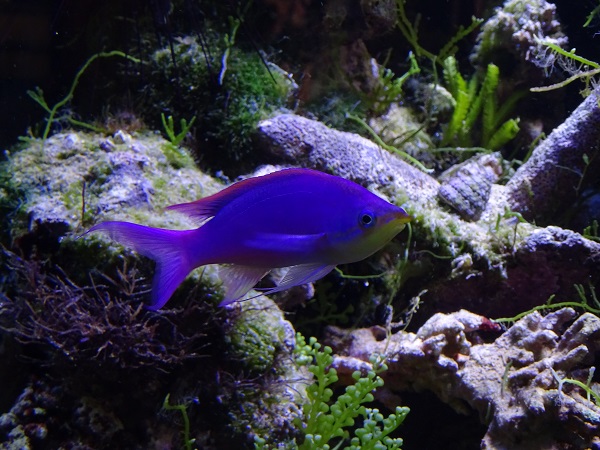 Purple queen anthias (Pseudanthias tuka) (/07/22)