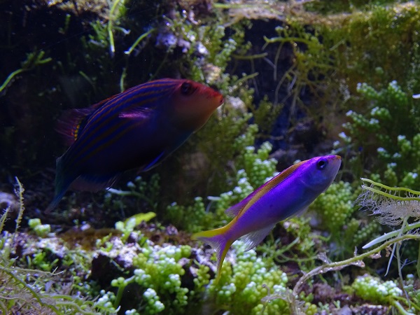 Purple queen anthias (Pseudanthias tuka) and sixline wrasse (Pseudocheilinus hexataenia) (/07/22)
