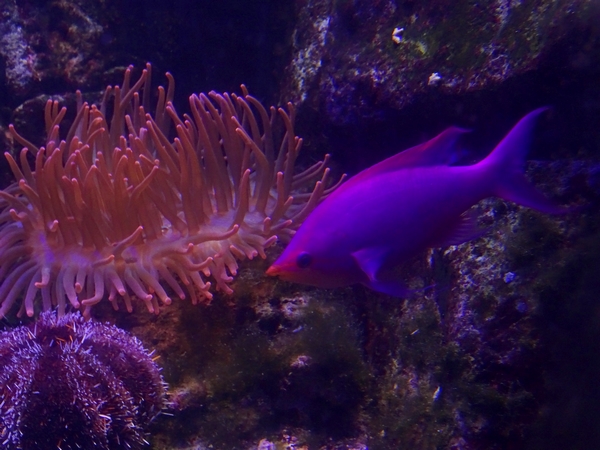 Purple queen anthias (Pseudanthias tuka)