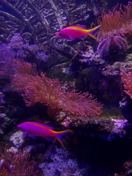 Purple queen anthias (Pseudanthias tuka)