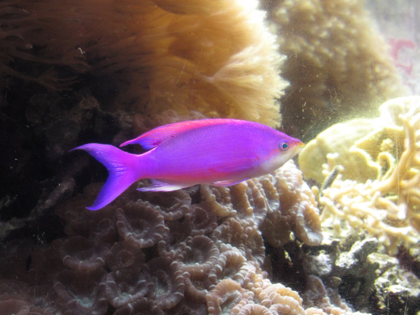 Purple Queen Anthias