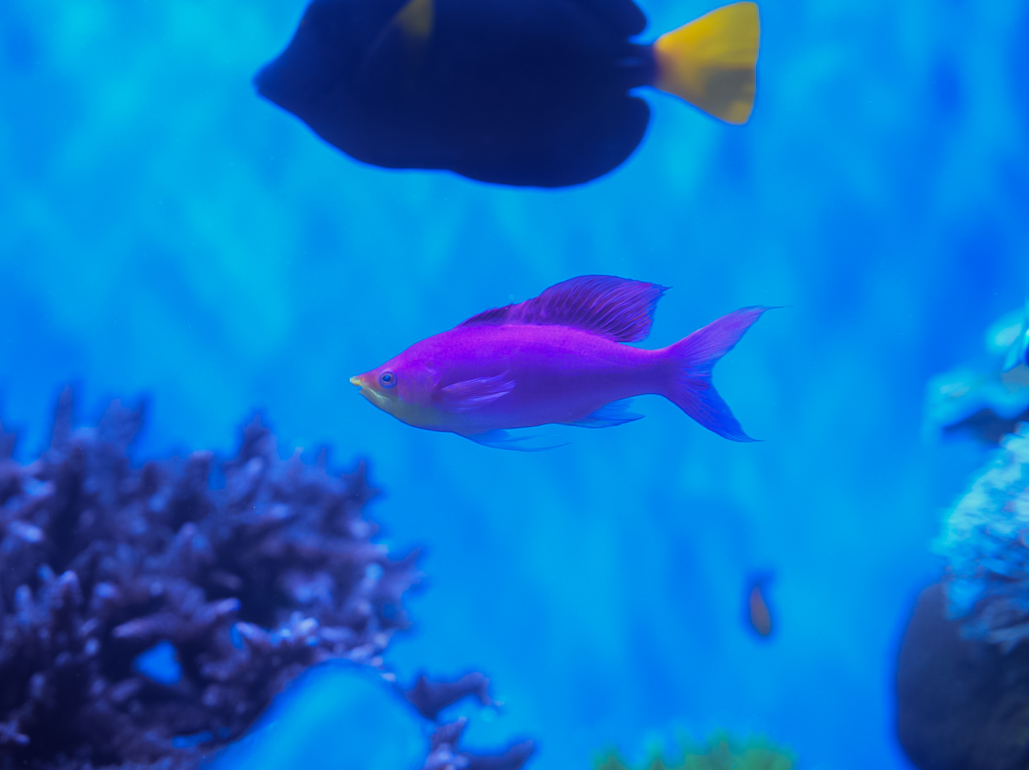 Purple Queen Anthias
