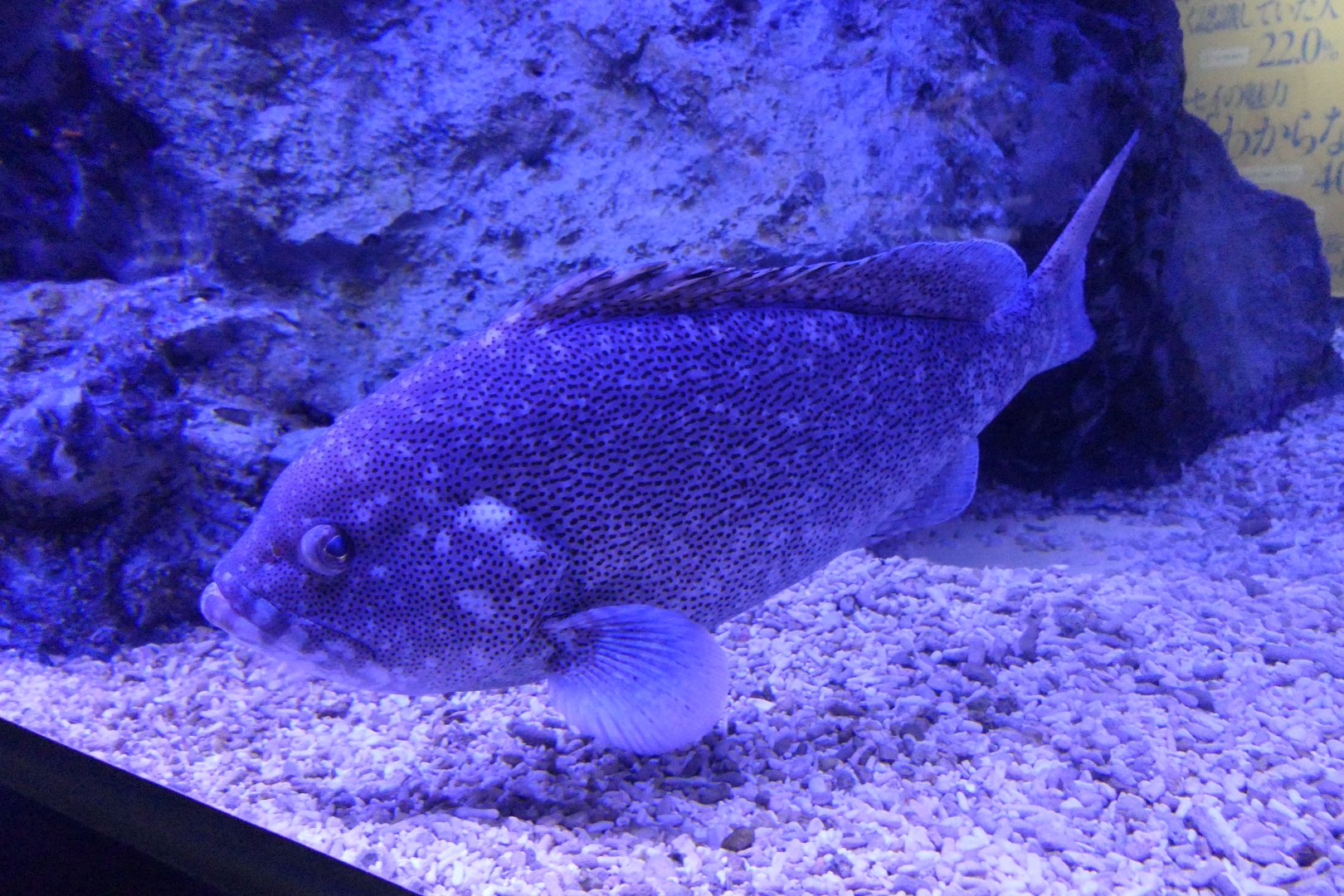 Purple Rockcod (Epinephelus cyanopodus)