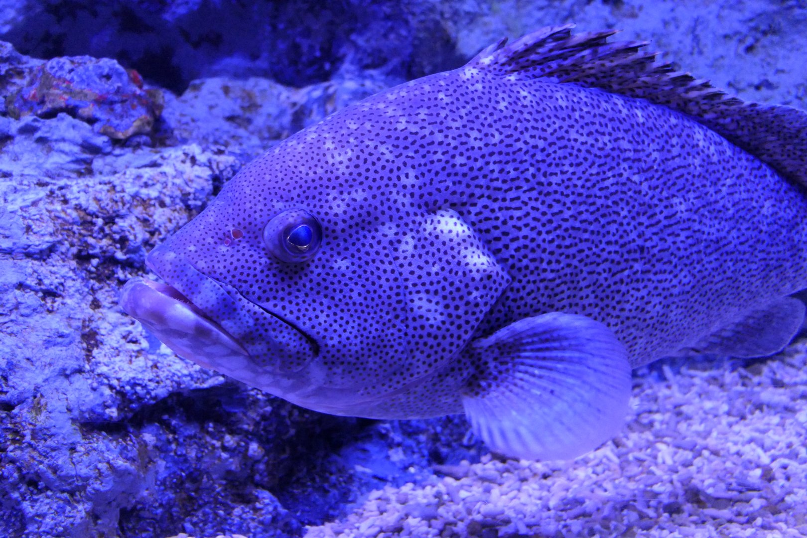 Purple Rockcod (Epinephelus cyanopodus)