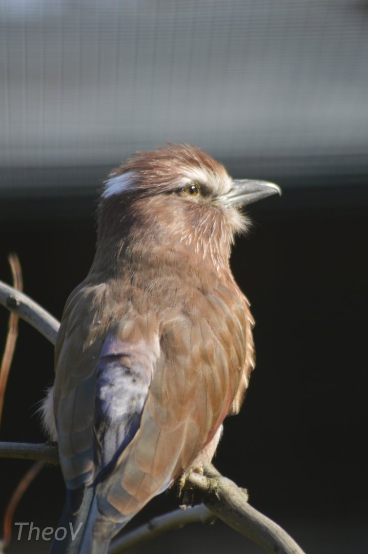 Purple roller [2018]