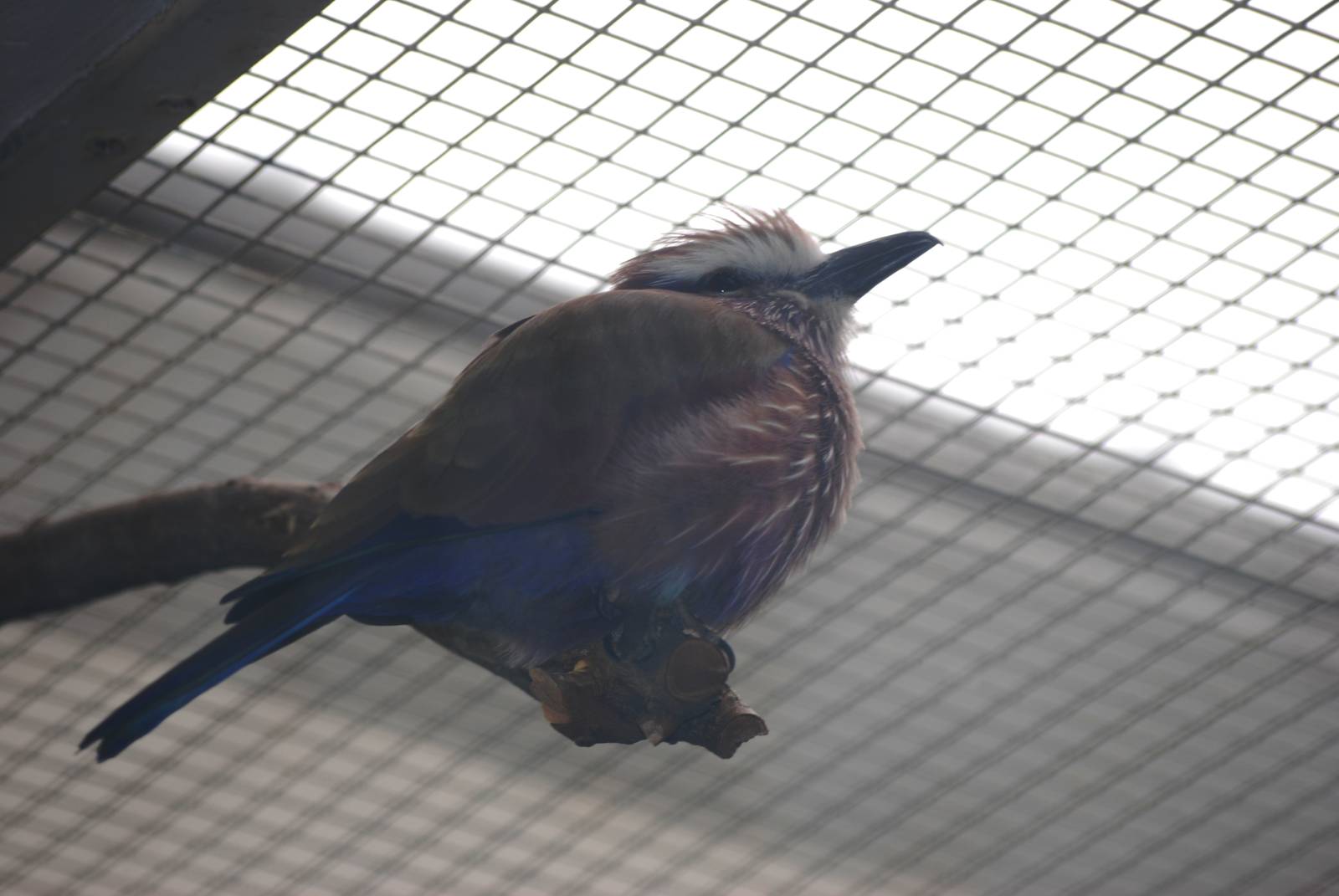 Purple Roller at Berlin Zoo, 31/08/11