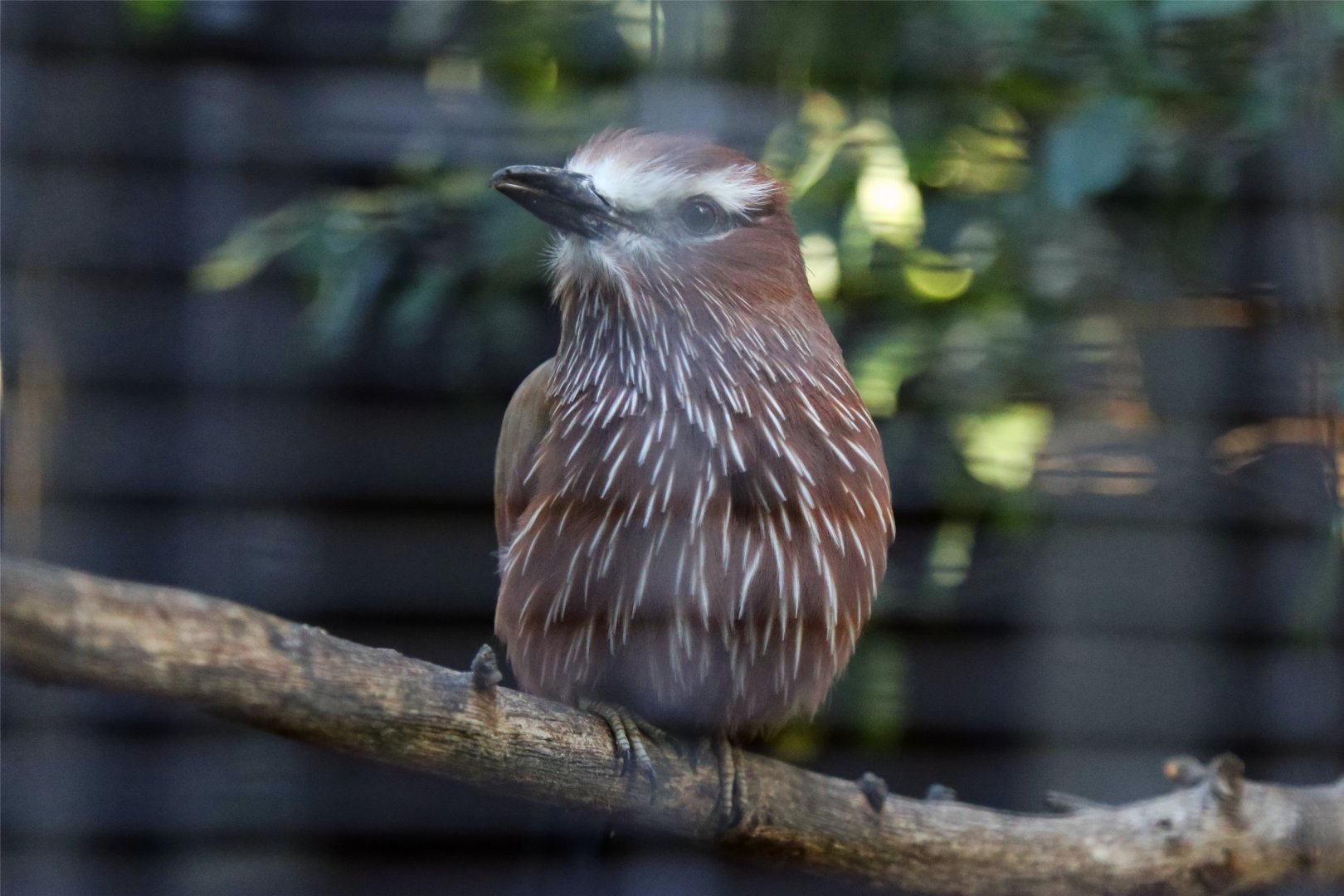 Purple Roller (Coracias naevia)