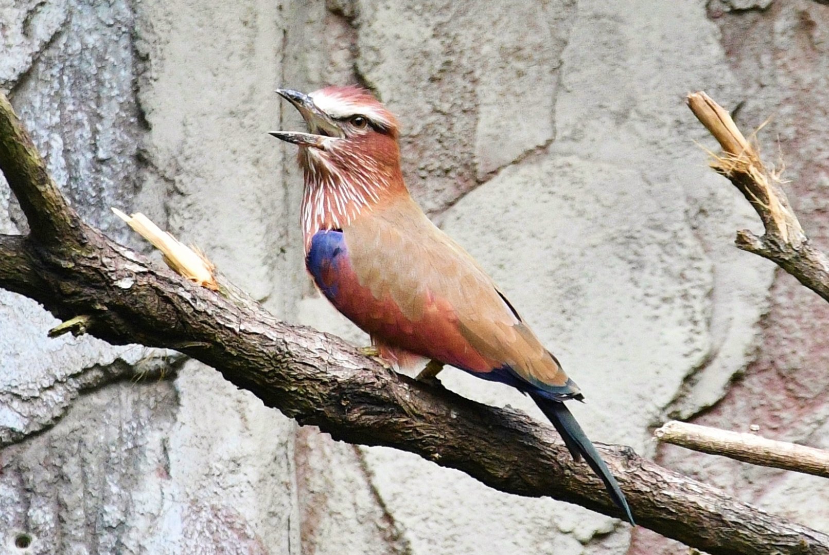 Purple Roller (Coracias naevius)