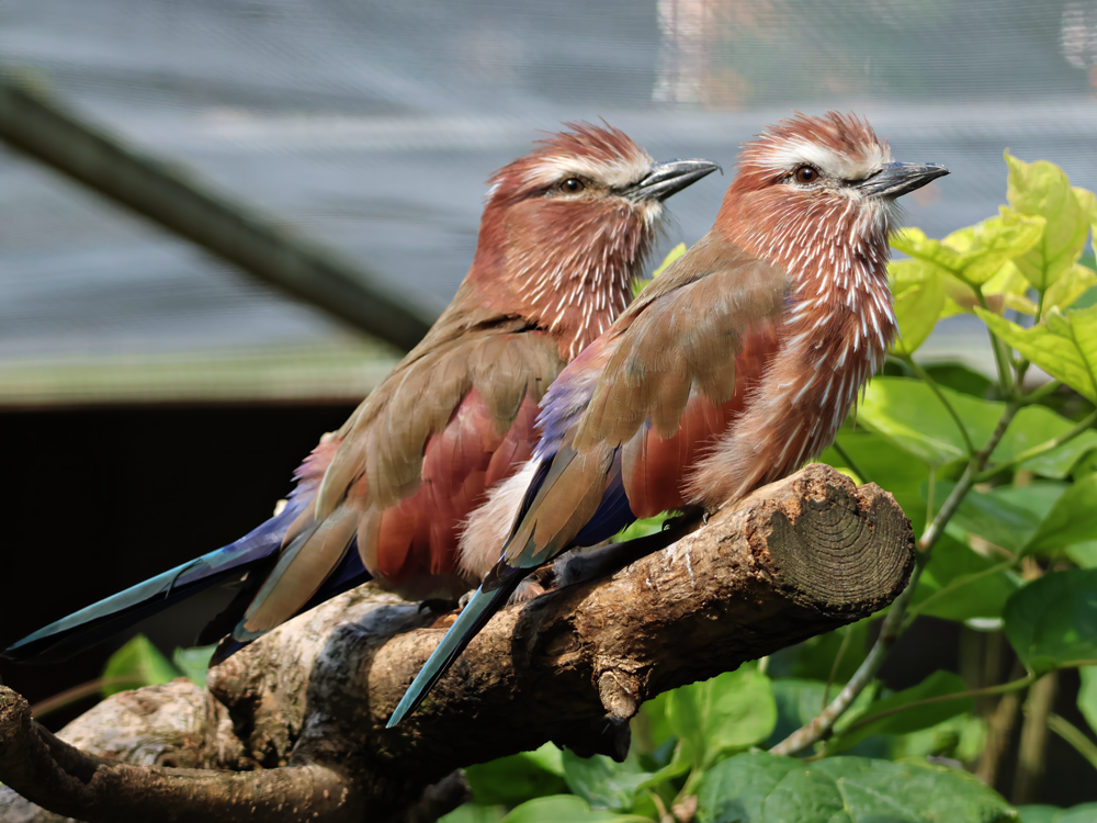 Purple roller (Coracias naevius)