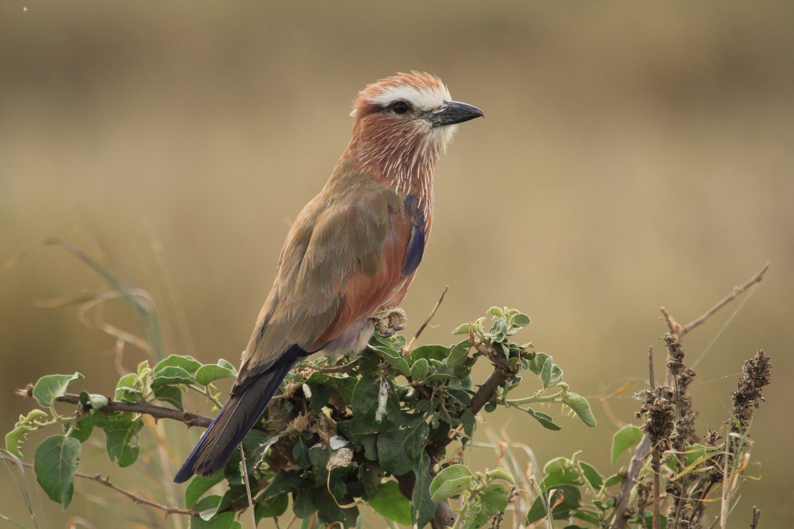 Purple Roller - Serengeti (September 2018)