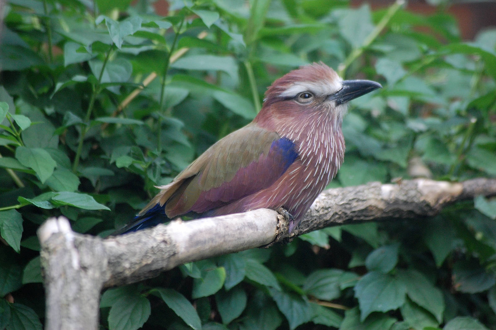 Purple Roller