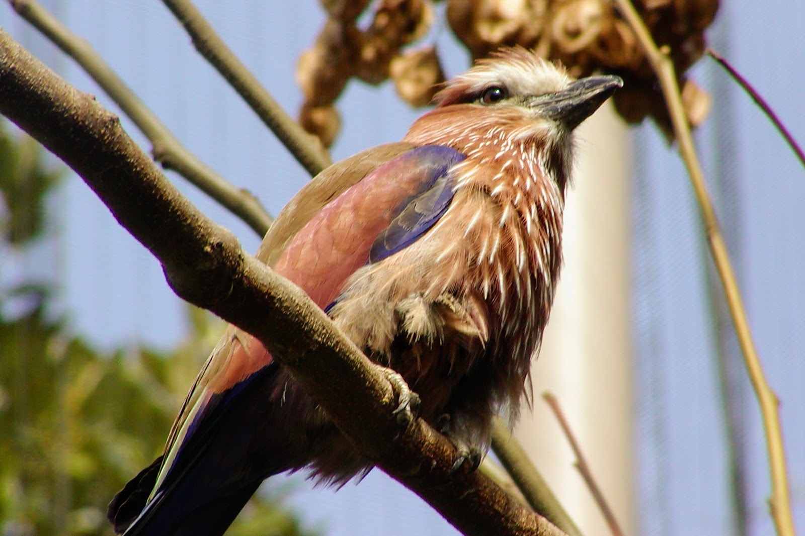 Purple Roller