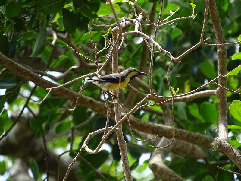 Purple-rumped sunbird