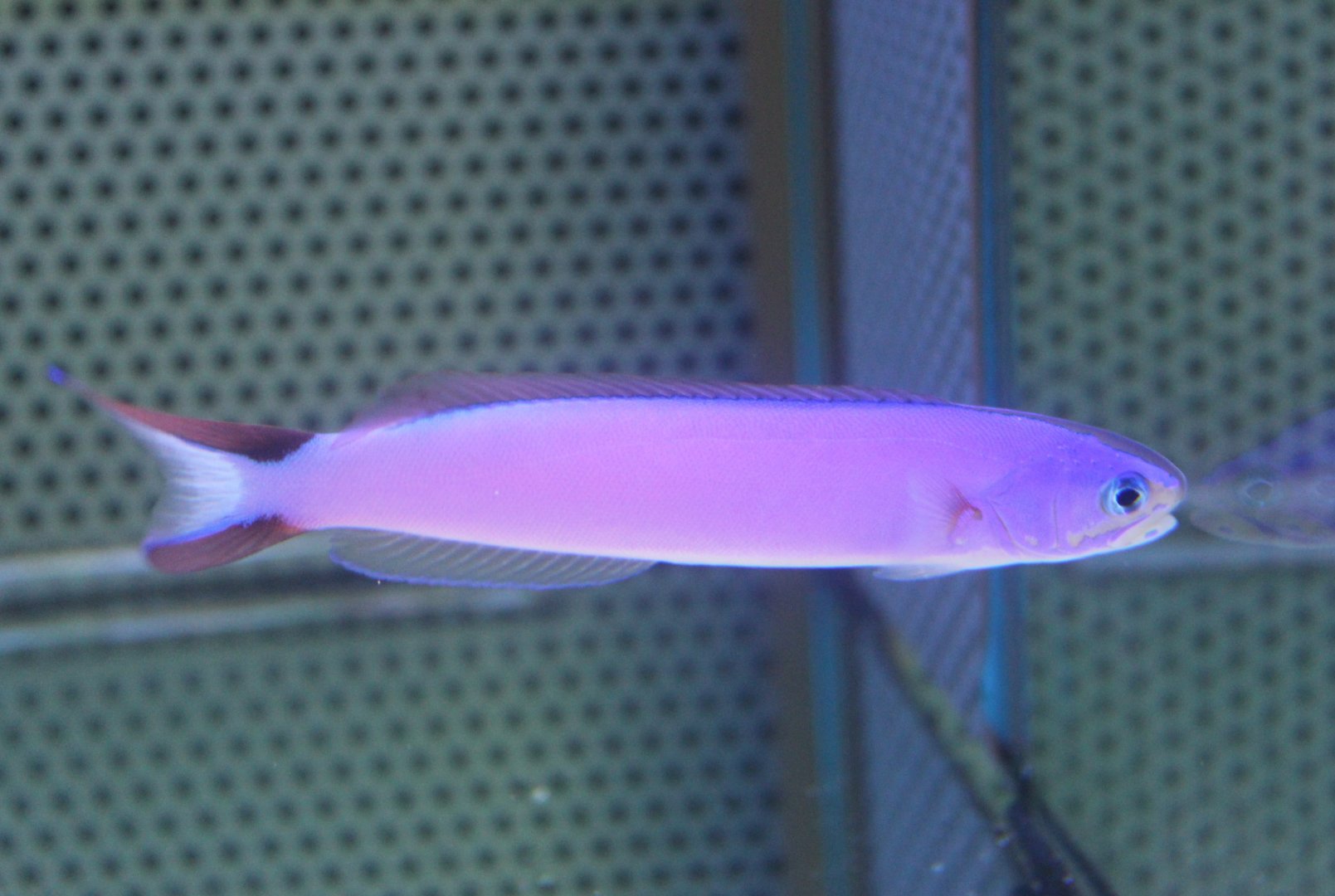 Purple sand tilefish - Hoplolatilus purpureus