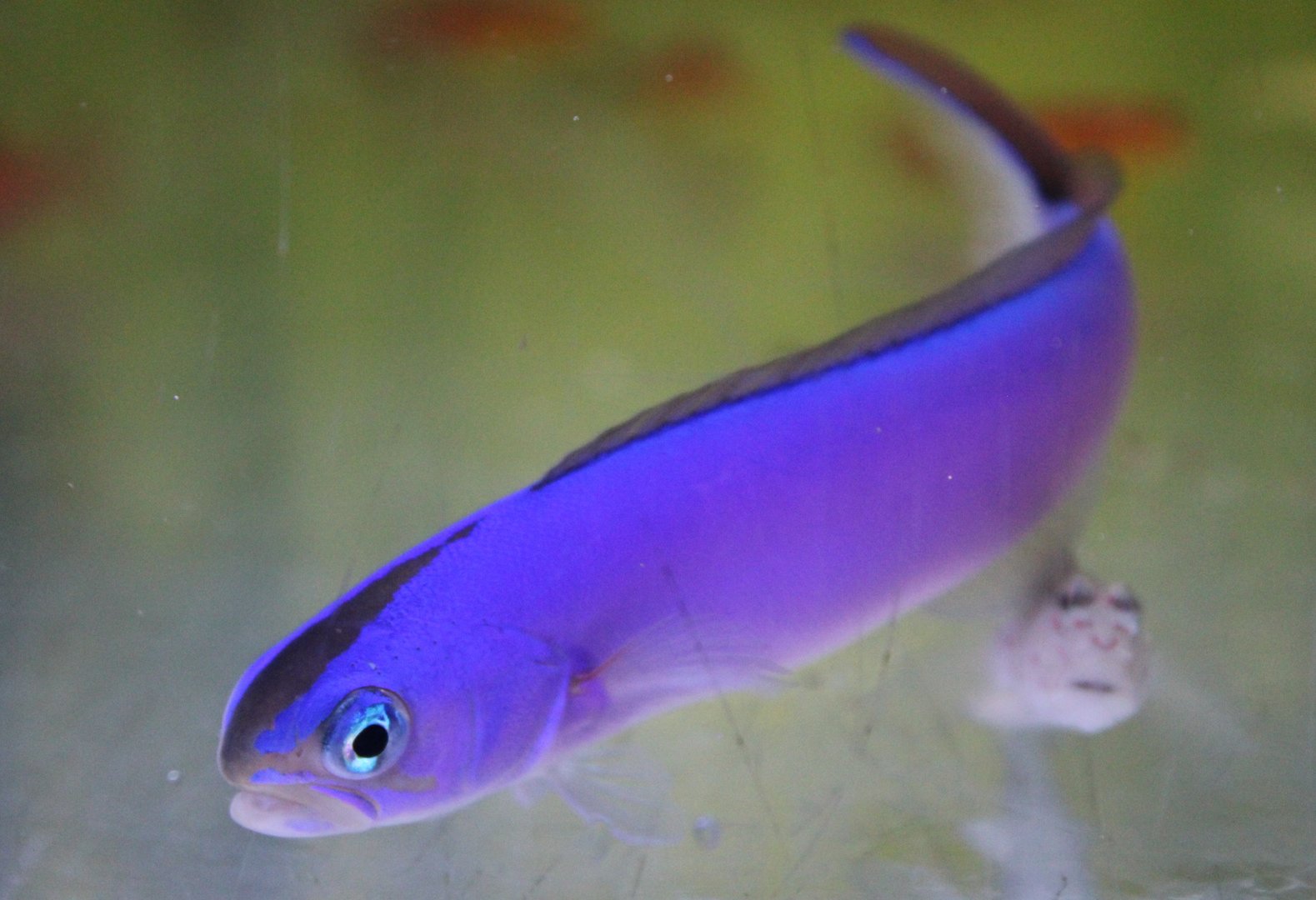 Purple sand tilefish - Hoplolatilus purpureus