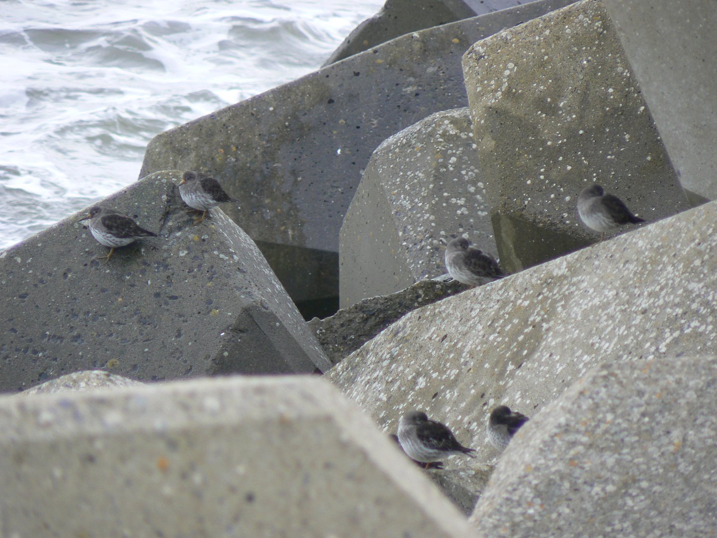 Purple Sandpiper - 1 April 2018, Scarborough Harbour