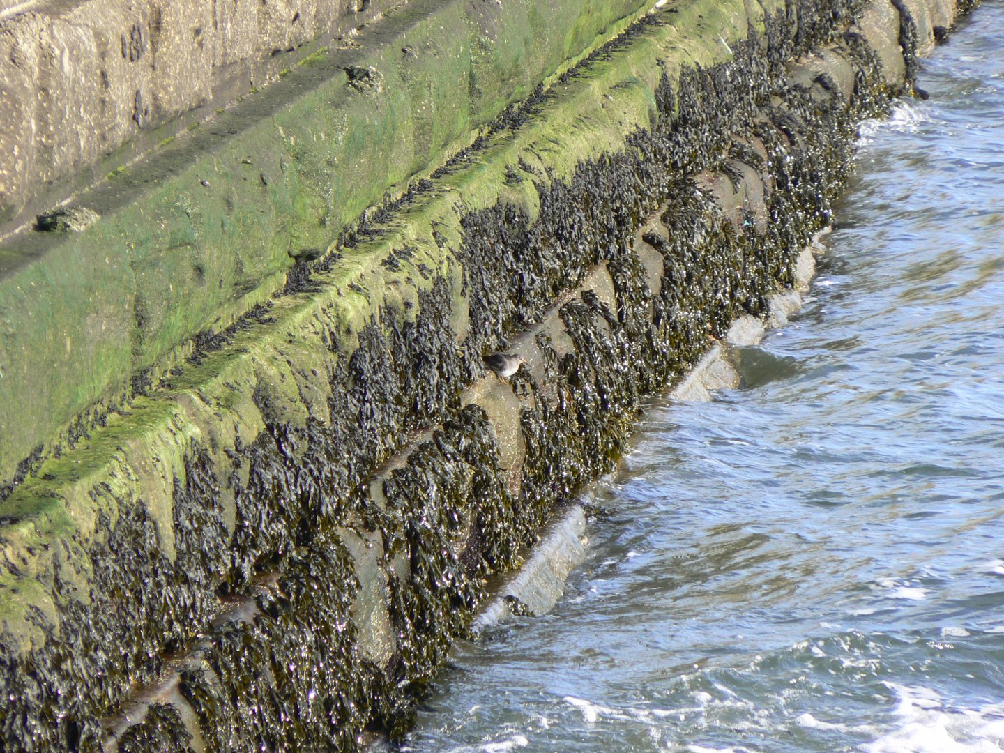 Purple Sandpiper - 22 February 2017, Tynemouth