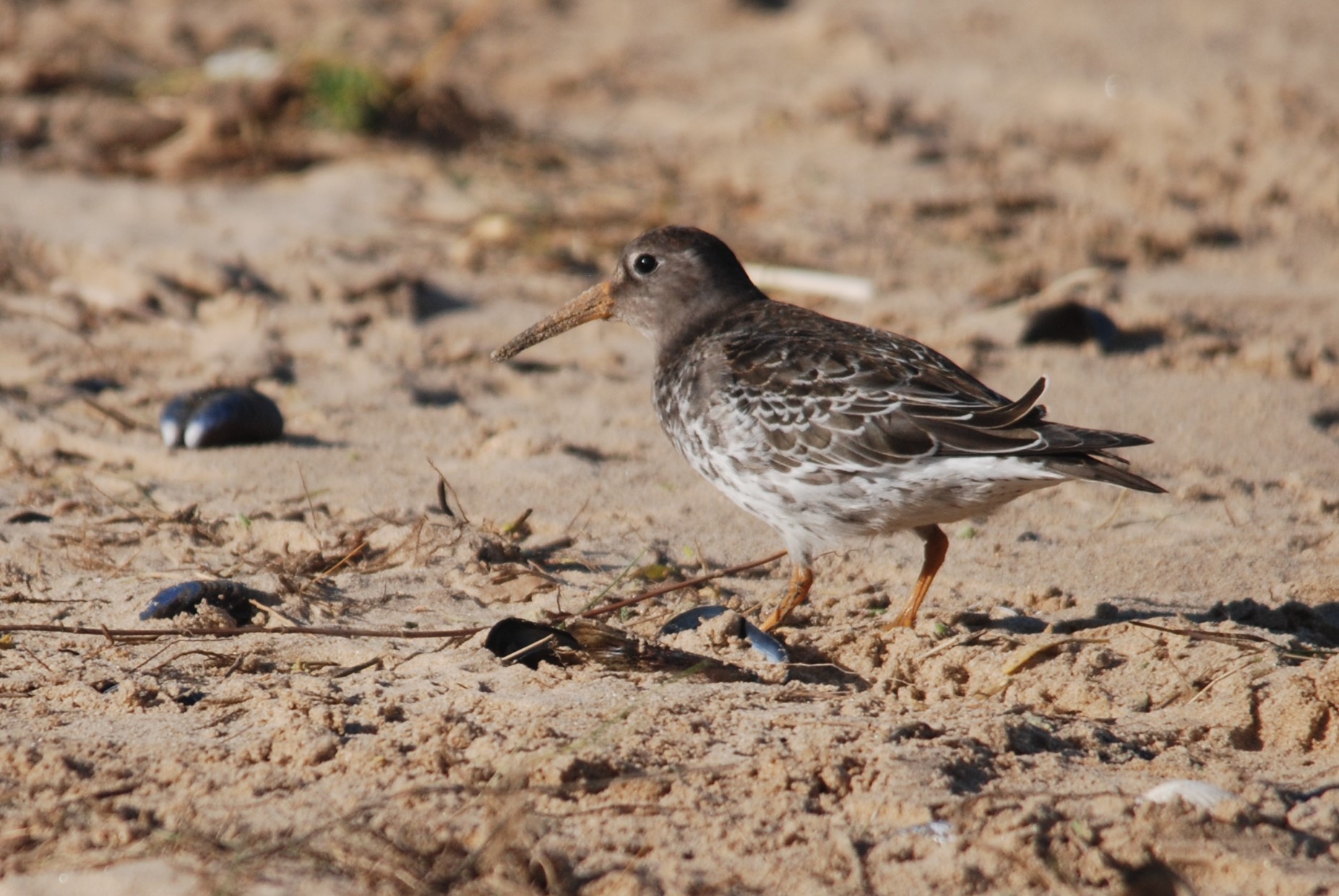 Purple Sandpiper at Titchwell Marsh, 24th October 2021