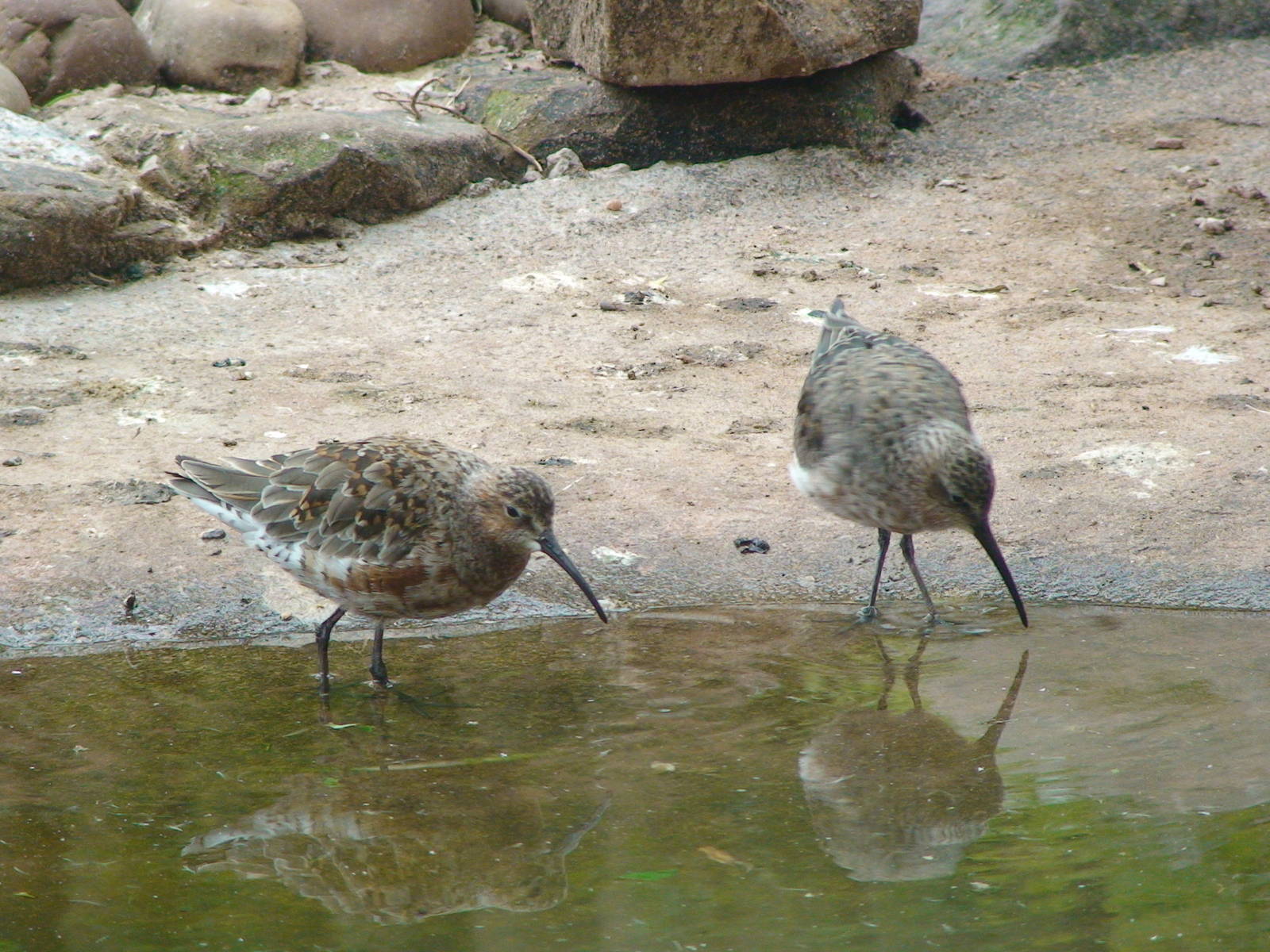 Purple sandpiper