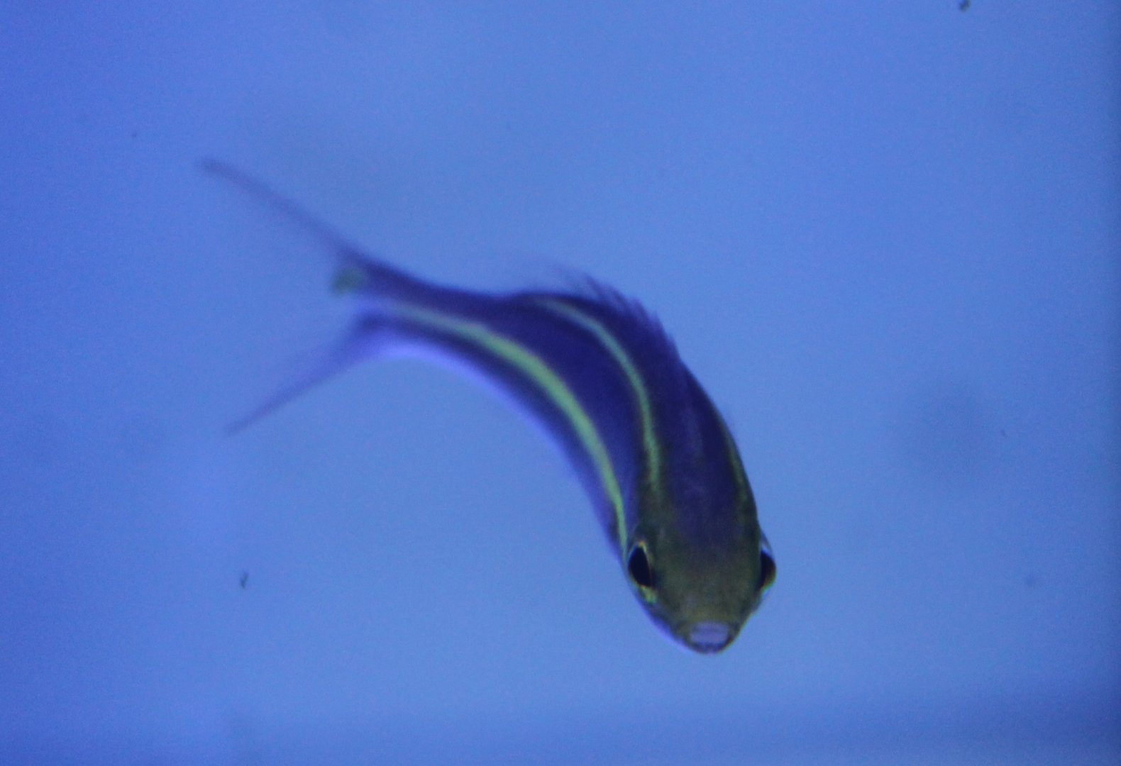 Purple Scolopsis (Pentapodus emeryii)