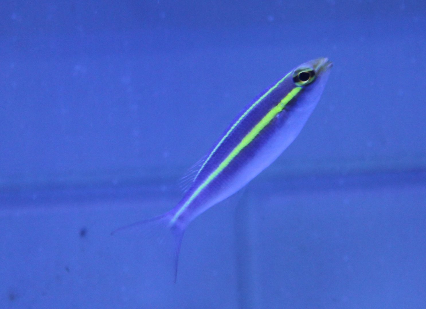 Purple Scolopsis (Pentapodus emeryii)