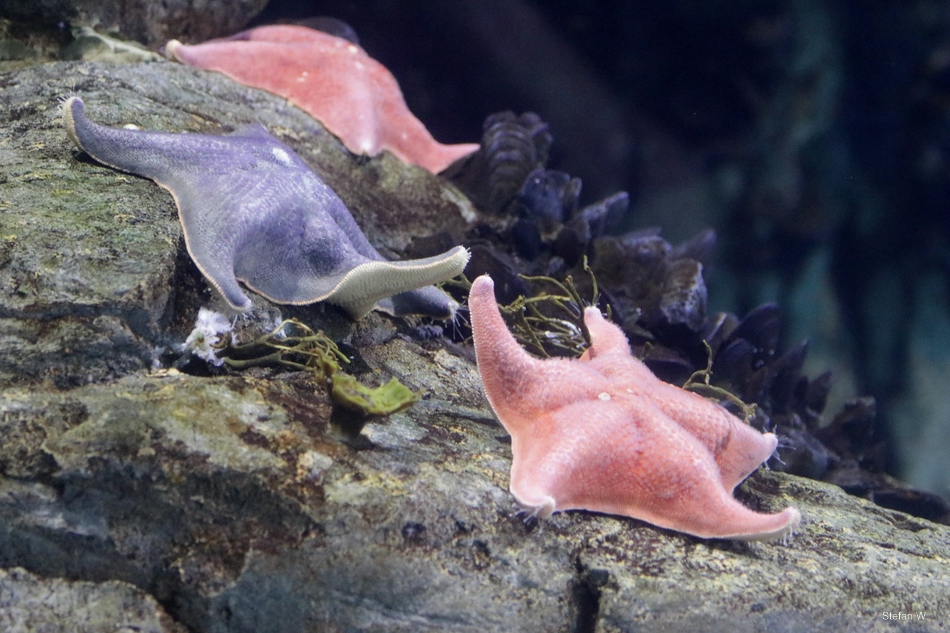 Purple Sea Star (Pisaster ochraceus)