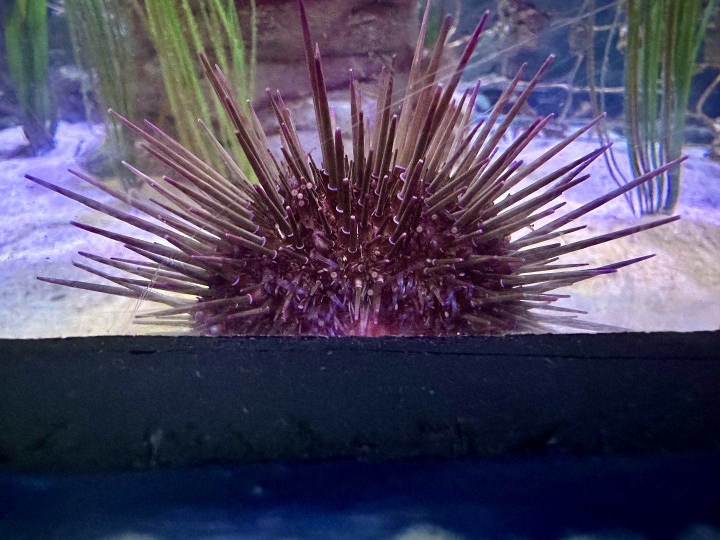 Purple sea urchin (Heliocidaris erythrogramma)