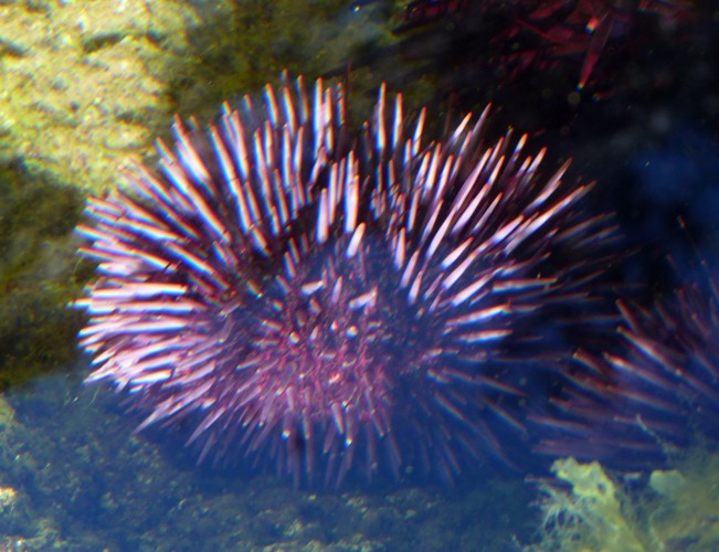 Purple sea urchin (Strongylocentrotus purpuratus)