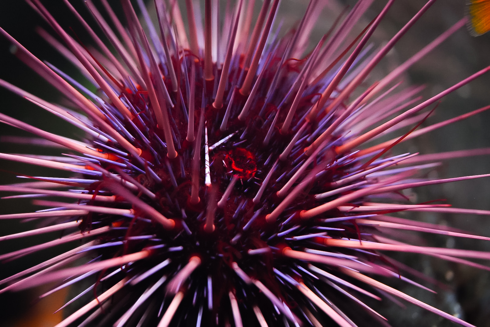 Purple Spine Urchin (Strongylocentrotus purpuratus)