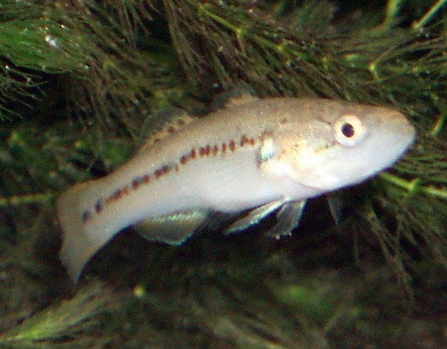 Purple Spot Gudgeon (Morgunda morgunda)