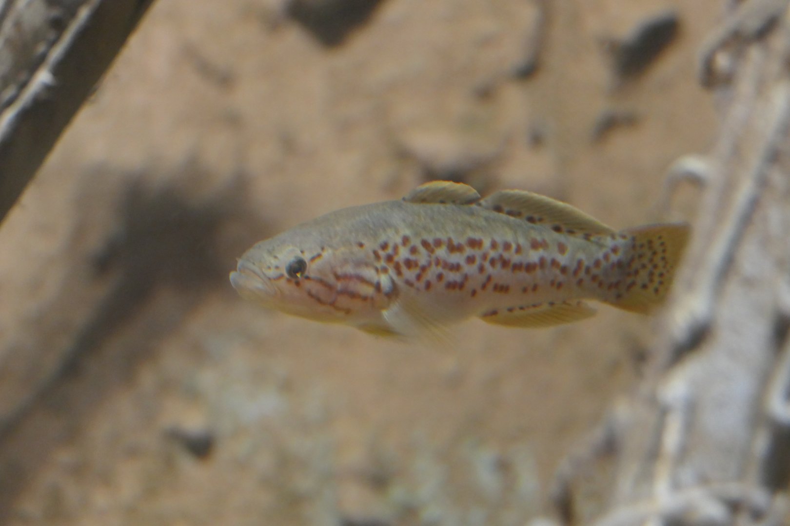 Purple-spotted gudgeon species (Mogurnda sp.)  - Cairns Koalas and Creatures