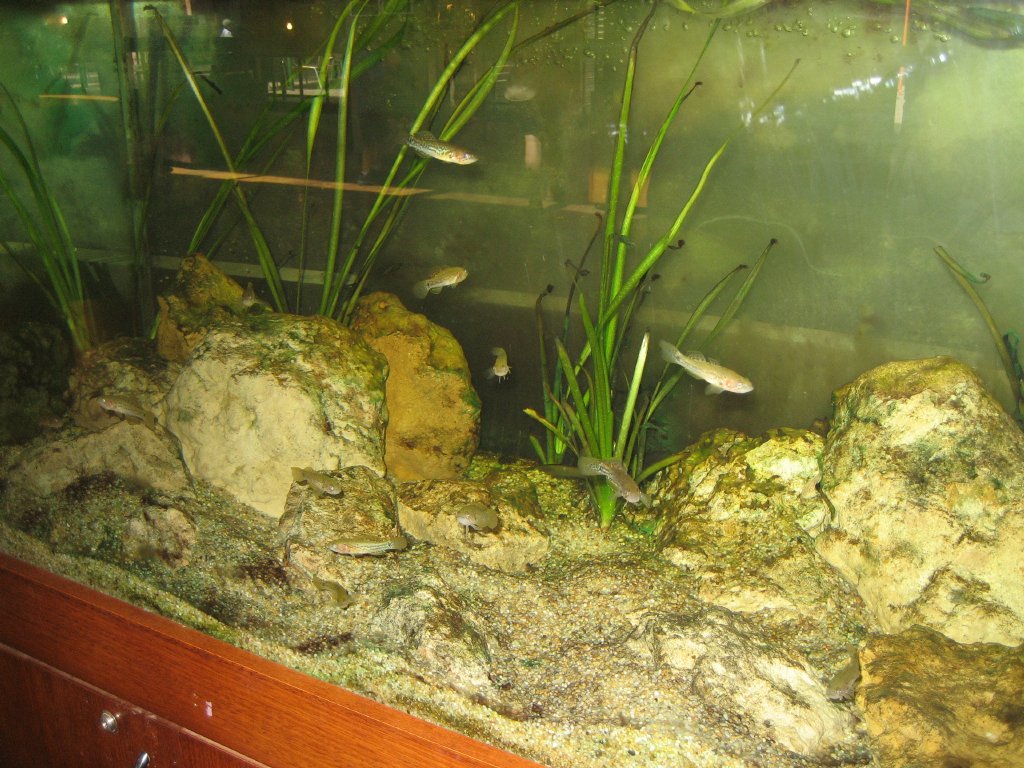 Purple-spotted Gudgeon tank