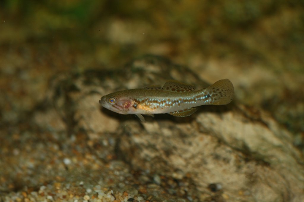 Purple-spotted Gudgeon