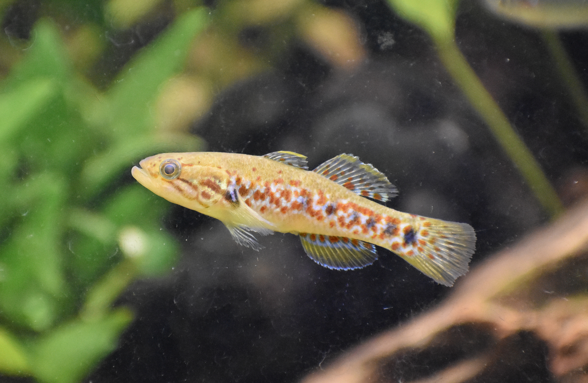 Purple-spotted Gudgeon