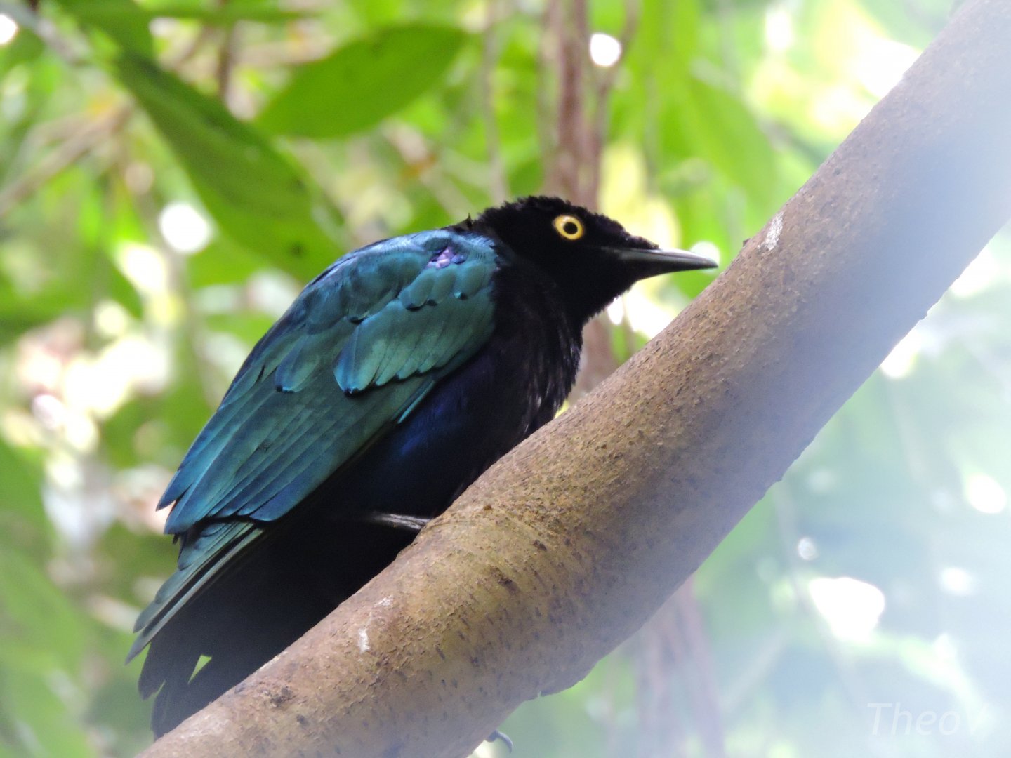 Purple starling [2015]