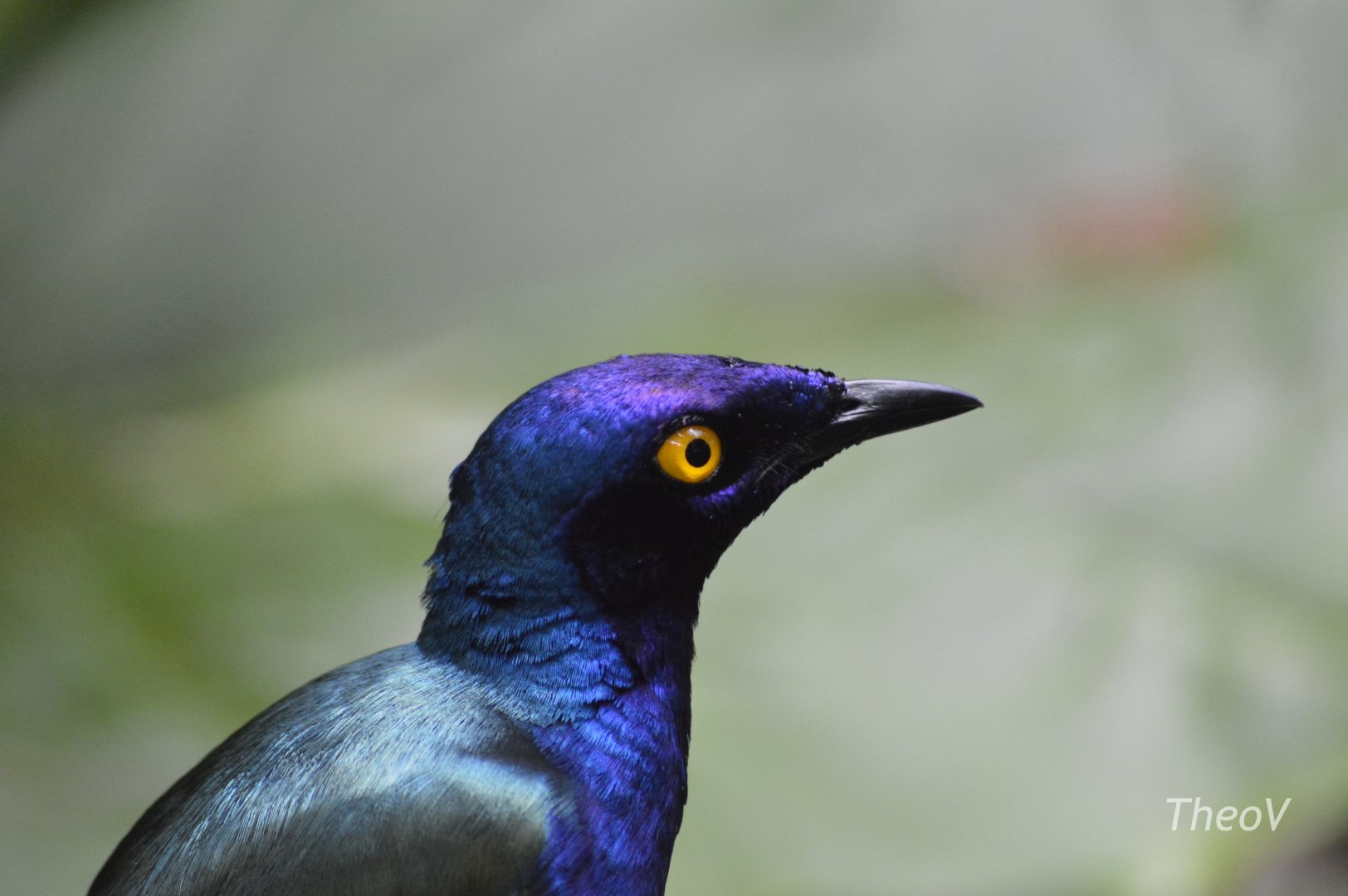Purple Starling [2017]