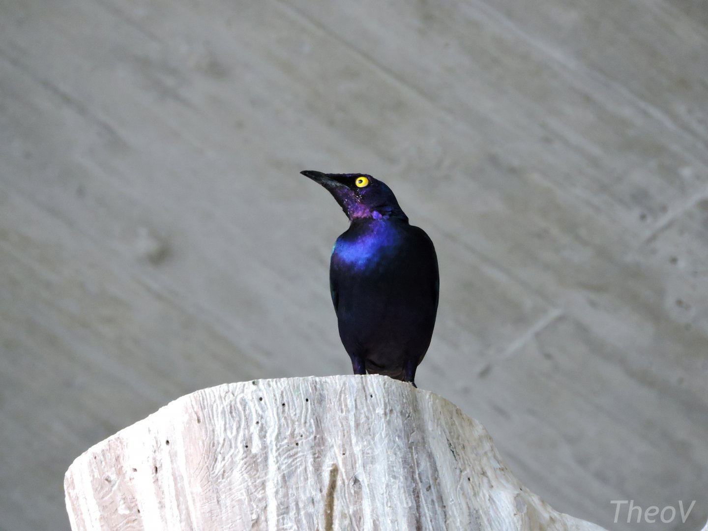 Purple starling - Afrikahaus [2015]