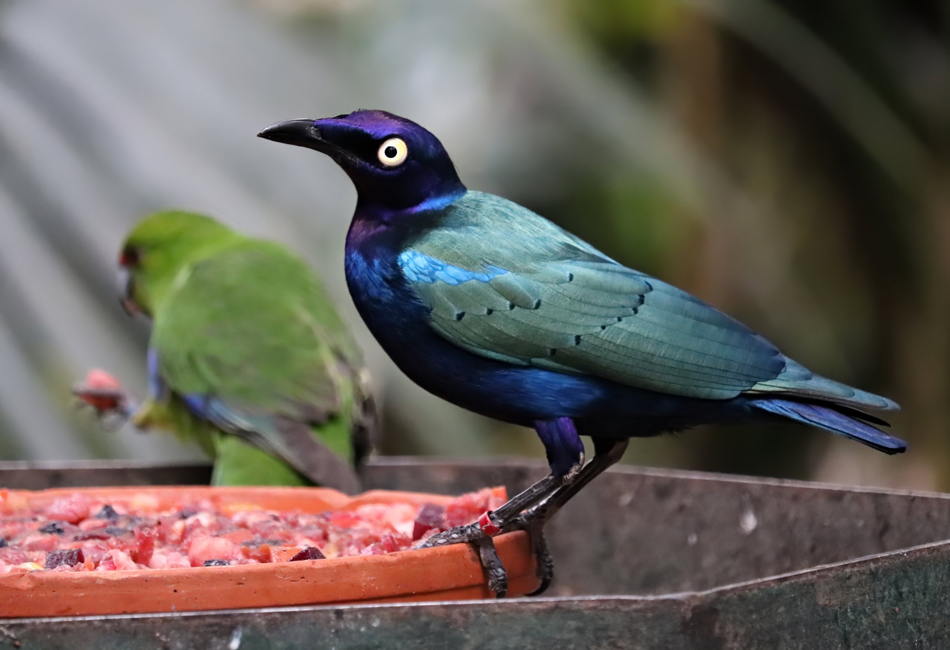 Purple starling (Lamprotornis purpureus)