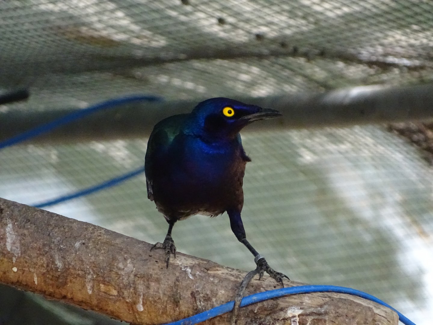 Purple starling (Lamprotornis purpureus)
