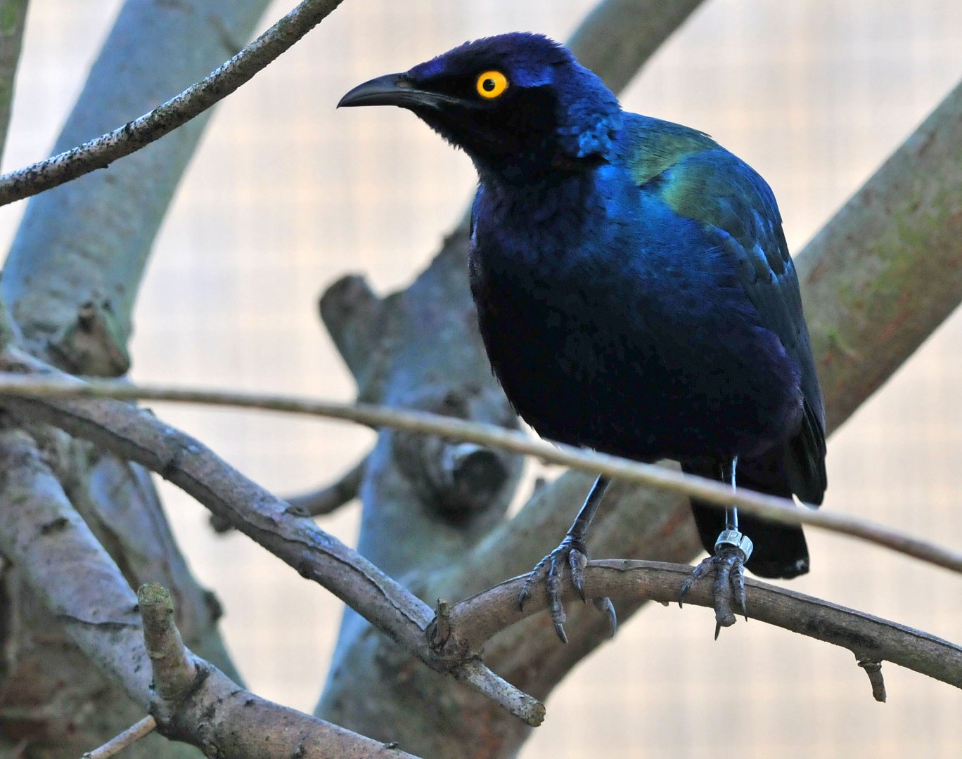PURPLE STARLING