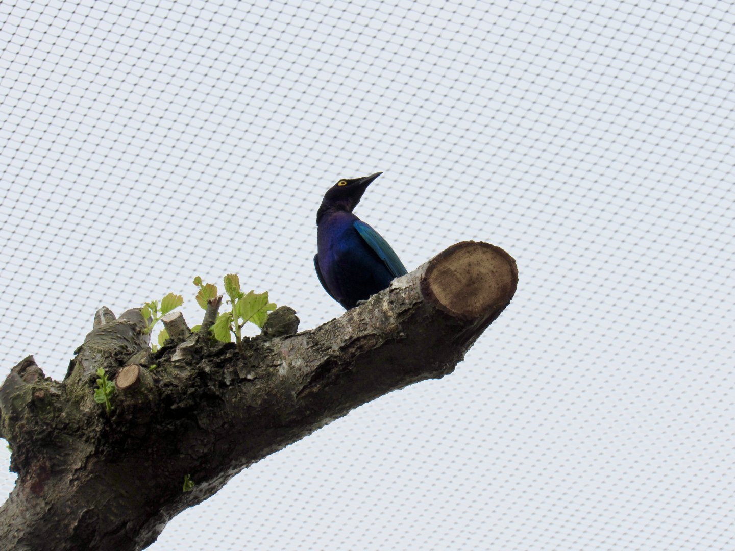 Purple starling