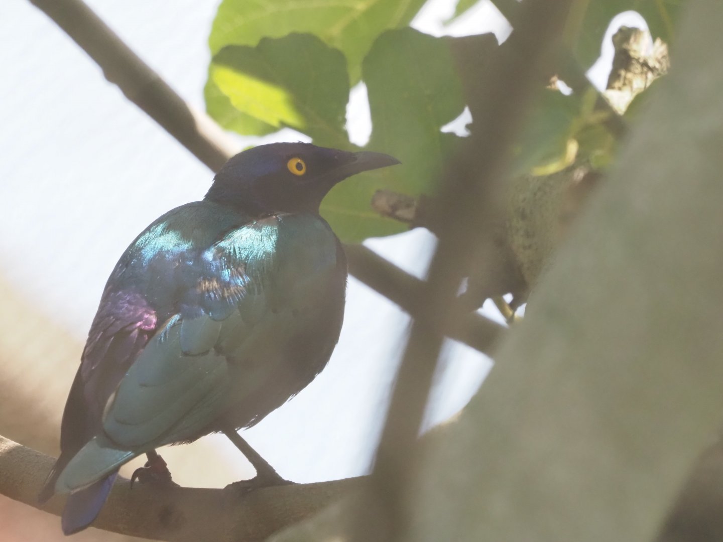 Purple Starling