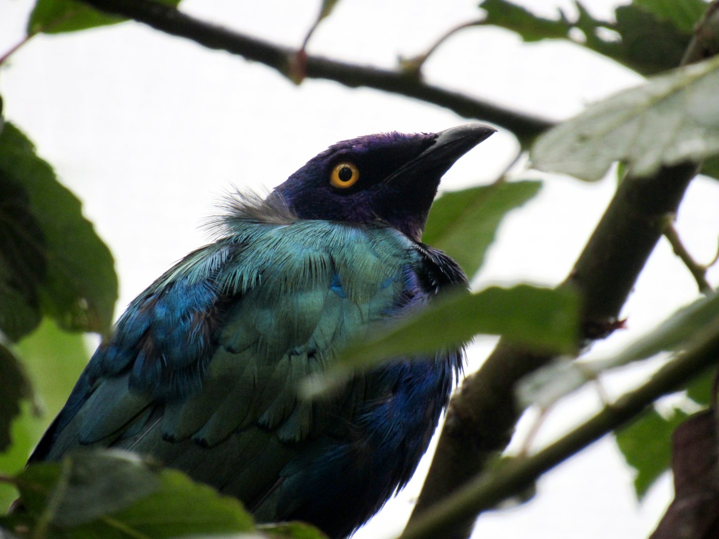 Purple starling