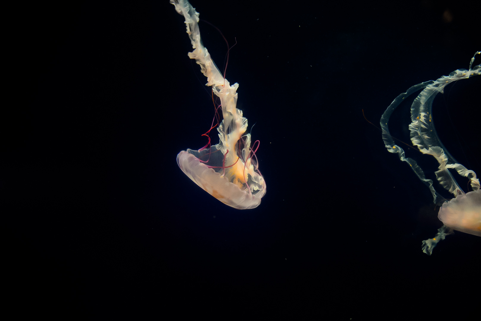 Purple Striped Jellies (juveniles)