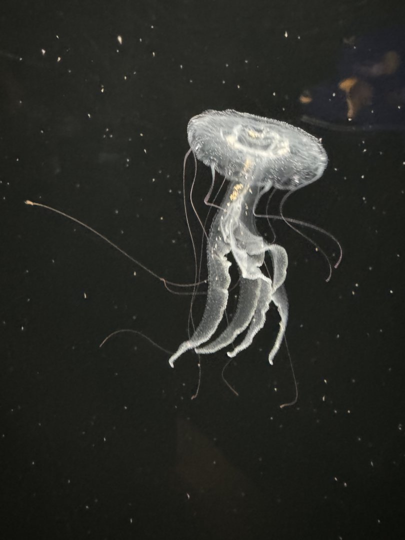 Purple Striped Jellies