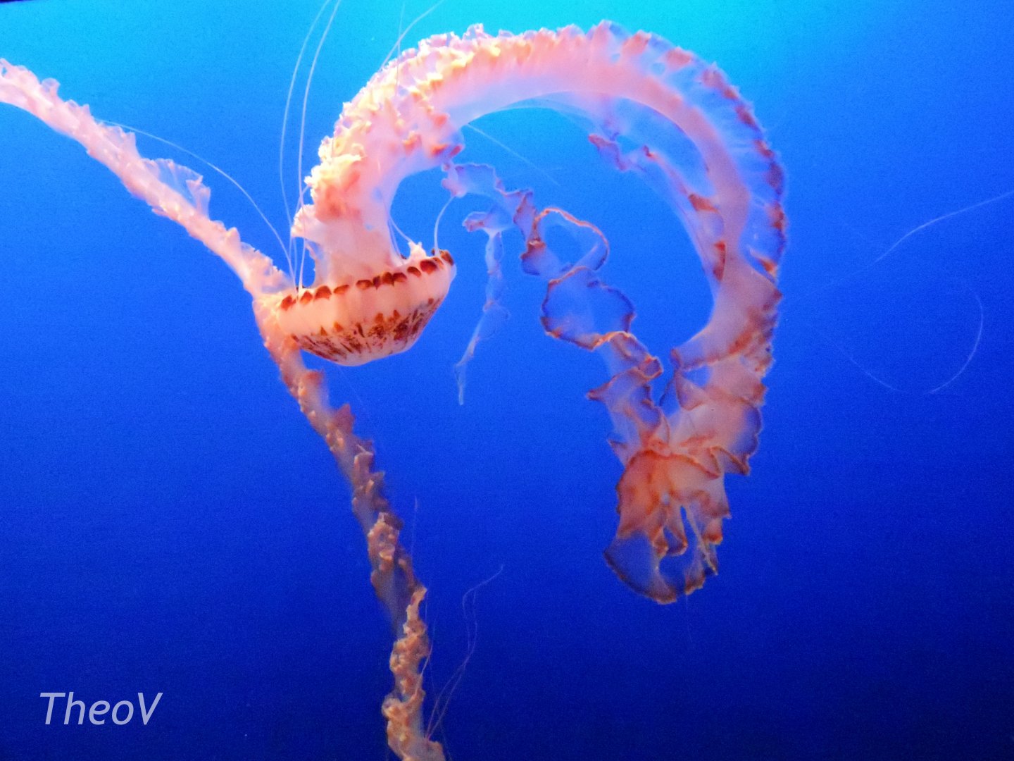 Purple-striped jelly [2015]