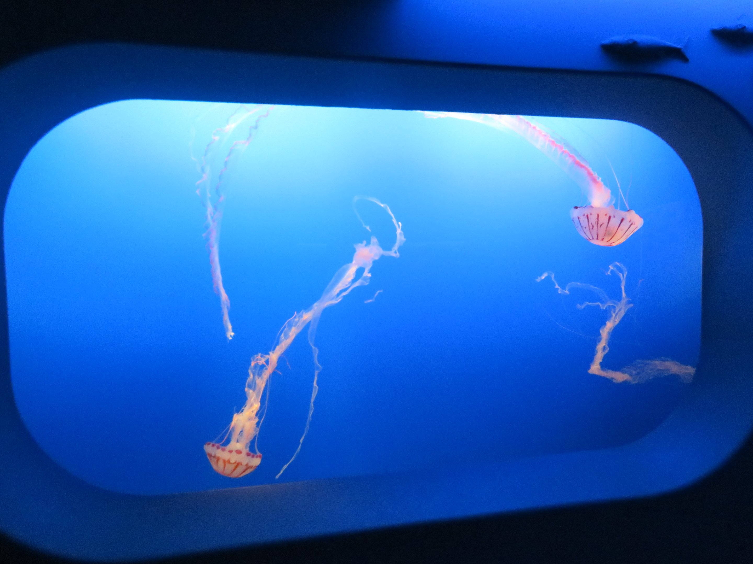 Purple-striped Jelly Display