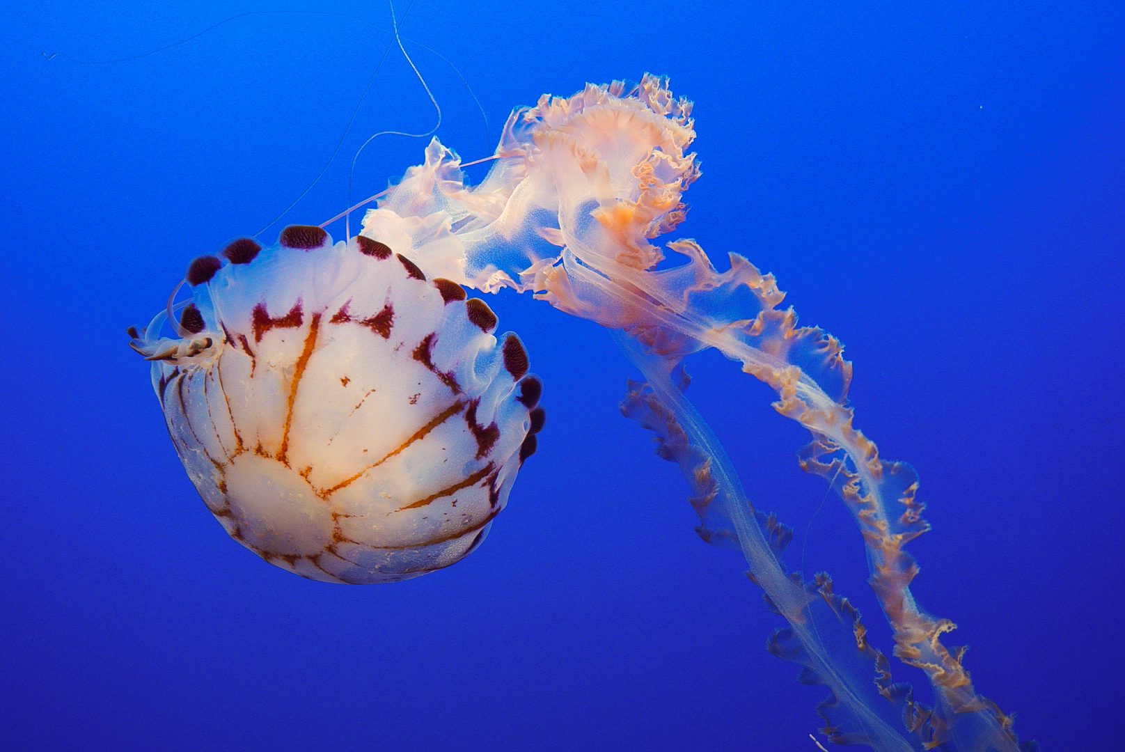Purple Striped Jelly // Drifters Gallery
