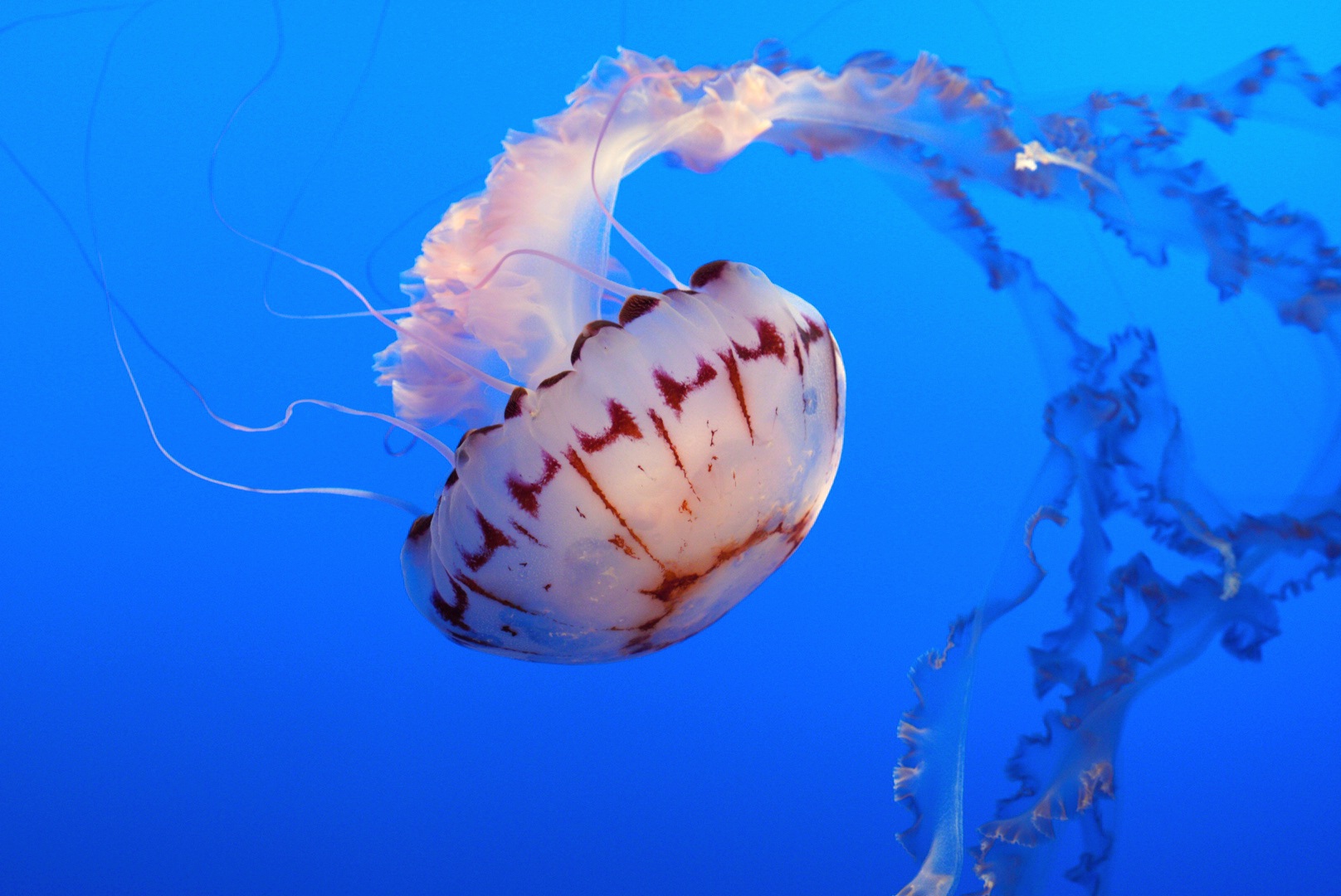 Purple Striped Jelly // Drifters Gallery