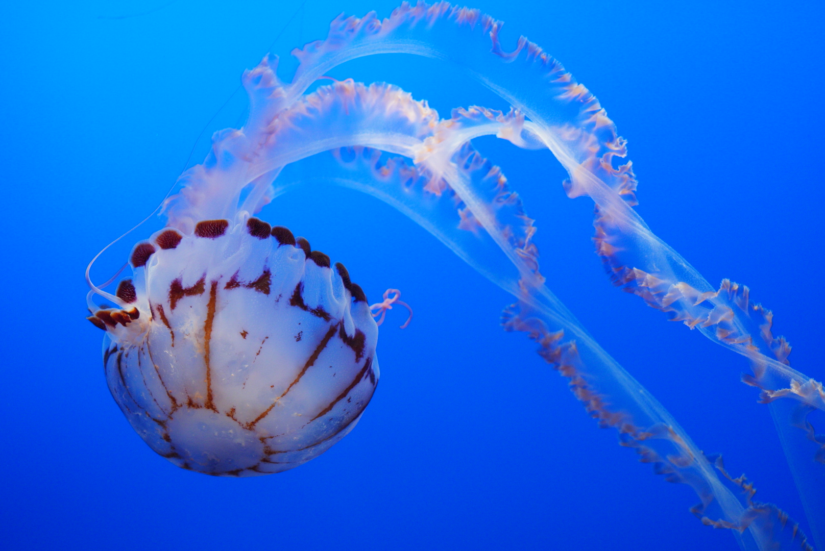 Purple Striped Jelly // Drifters Gallery